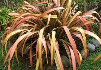 How To Care For Flax.