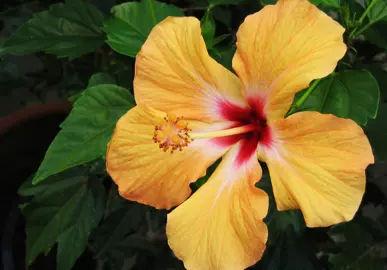 How to Care for Hibiscus Plants.