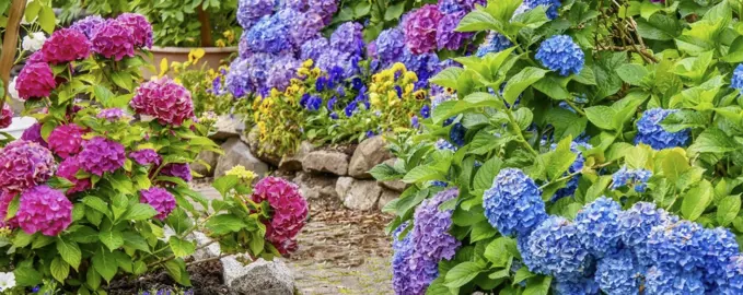 How To Care For Hydrangeas.
