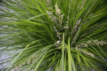 How To Care For Lomandra.