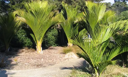 How To Care For Nikau Palms.