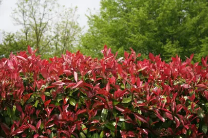 How To Care For Photinia.