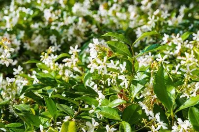 How To Care For Star Jasmine.