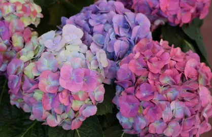 How To Change The Hydrangea Flower Colour.