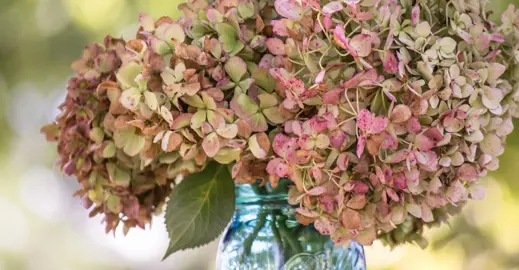 How To Dry Hydrangeas.