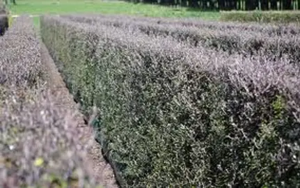 How To Grow A Corokia Hedge .