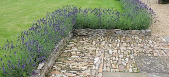 How To Grow A Lavender Hedge.