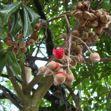 How to grow a Miro Tree.