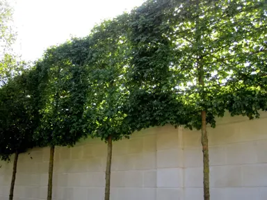 How To Grow A Ficus Tuffy Pleached Hedge?