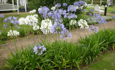 How To Grow Agapanthus Outdoors.
