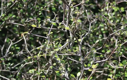 How To Grow An Informal Corokia Hedge.