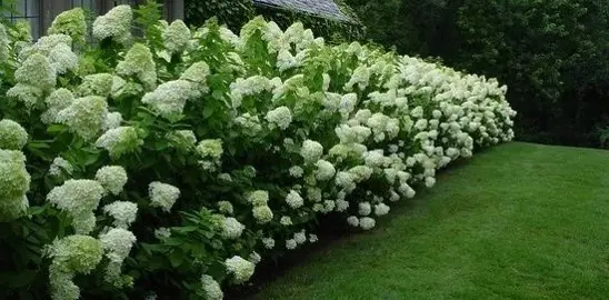 How To Grow An Informal Hydrangea Hedge?