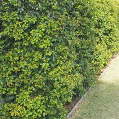 How To Grow An Informal Lilly Pilly Hedge.