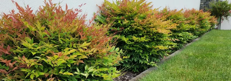 How To Grow An Informal Nandina Hedge.