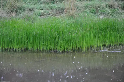 How to Grow Carex.
