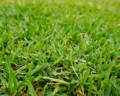 Growing A Kikuyu Lawn.