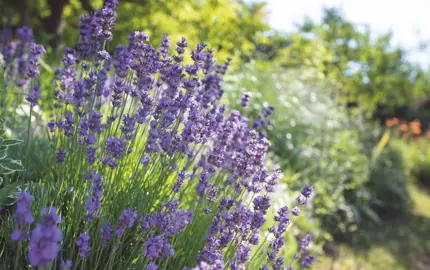 How To Grow Lavender.