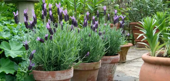 How To Grow Lavender In Pots.