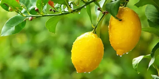How To Grow Lemons.