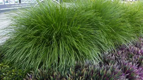 How To Grow Lomandra.