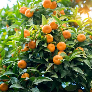 How To Grow Mandarins.