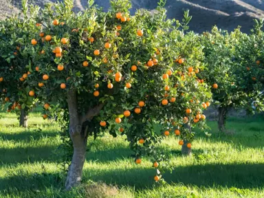 How To Grow Oranges.