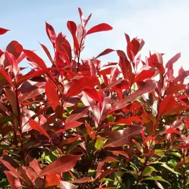 How To Grow Photinia.