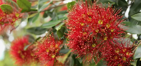 How To Grow Pohutukawa.