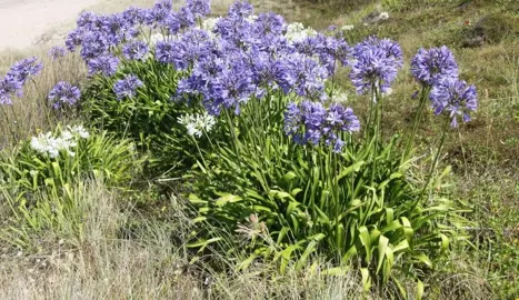 How To Kill Agapanthus.