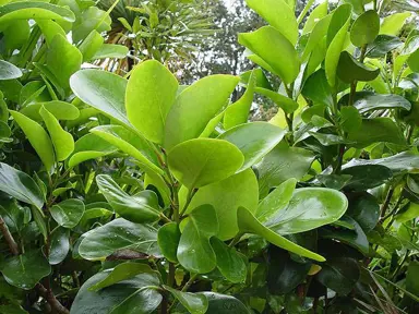 How To Plant A Griselinia.