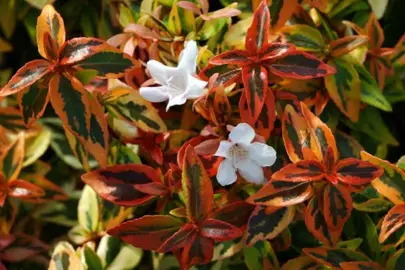 How To Plant An Abelia.