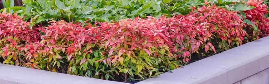 How To Plant A Nandina.