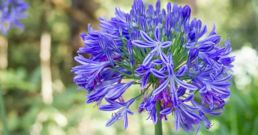 How To Plant Agapanthus.