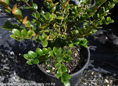 How To Plant Buxus.