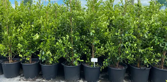 How To Plant Ficus Tuffi.