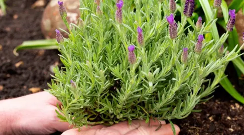 How Do I Plant A Lavender? .