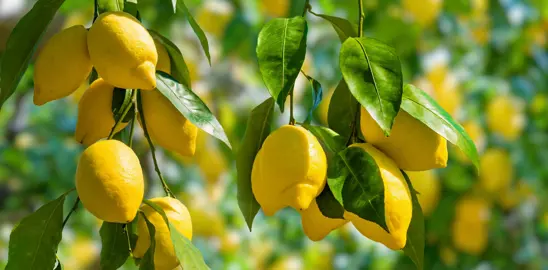 How To Plant Lemons.