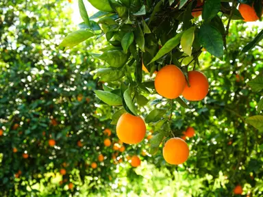 How To Plant An Orange.