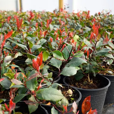 How To Plant A Photinia.