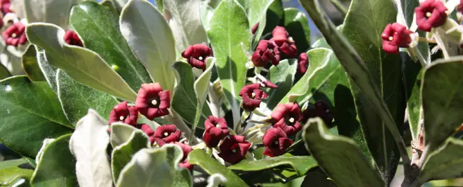 How To Plant Pittosporum Trees And Shrubs.