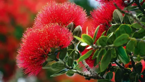 How To Plant A Pohutukawa.