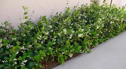 How To Plant Star Jasmine.