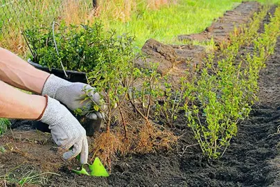 How To Plant A Hedge.