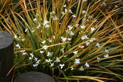 How To Plant A Libertia.