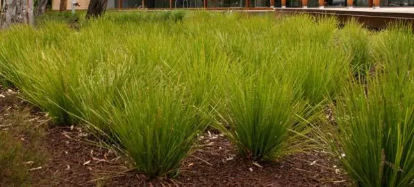 How To Plant A Lomandra.