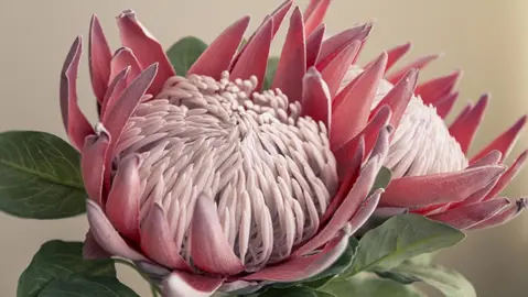 How To Plant A Protea.
