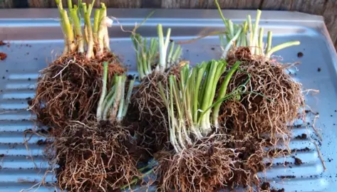 How To Propagate Agapanthus.
