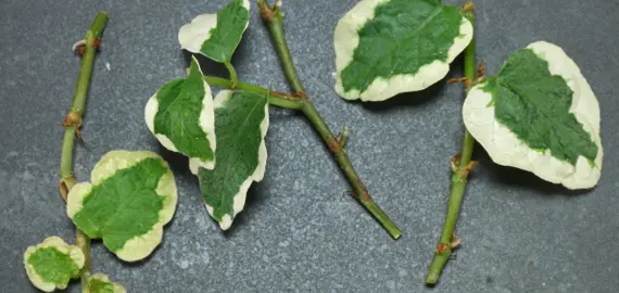 How To Propagate Ficus Pumila.