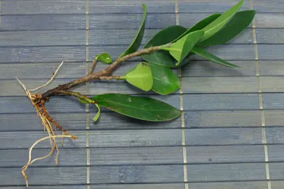How To Propagate Ficus Tuffi From Cuttings.
