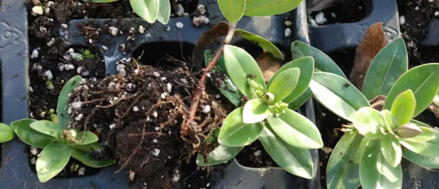 How To Propagate Hebes.